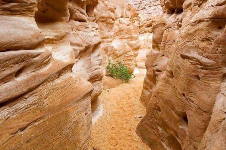 White Canyon & Colored Canyon Day Tour from Taba — Salama, Ain Khudra & Mushroom Rock