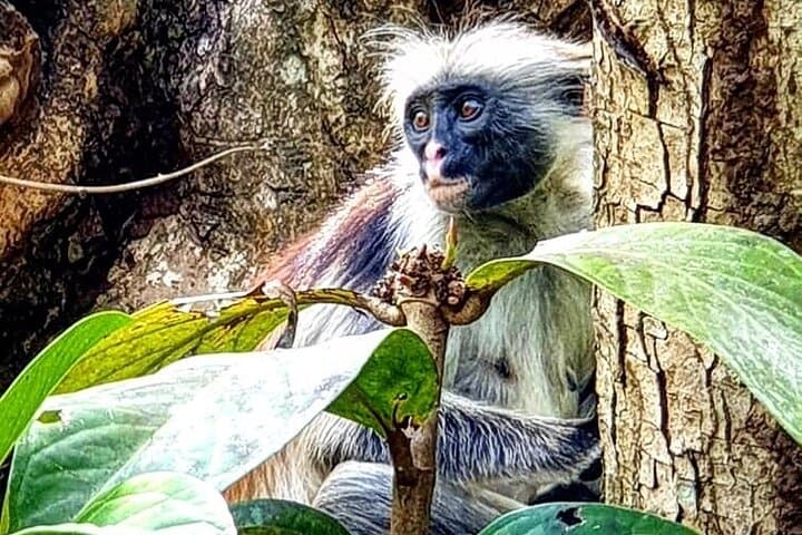 Zanzibar Full-Day Jozani, Kuza Cave, Paje & Salaam Cave Tour photo 3