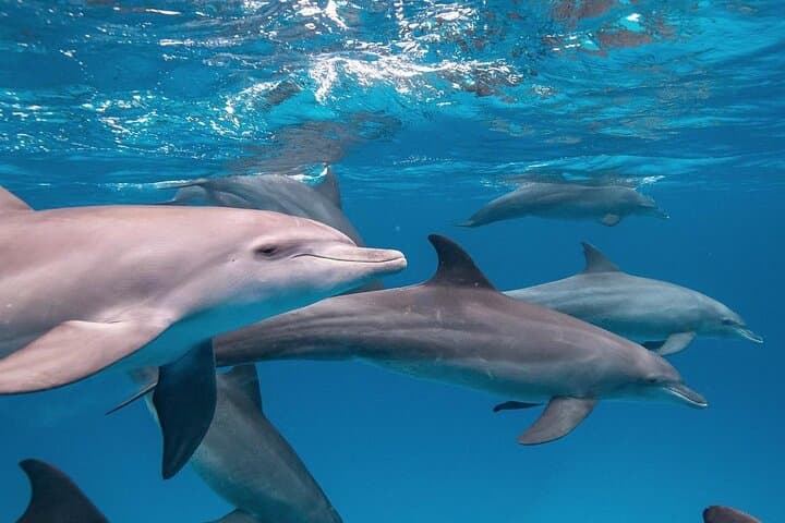 Zanzibar East Coast Full-Day: Mnemba Dolphin Snorkel, Kuza Cave & Jozani Forest photo 3
