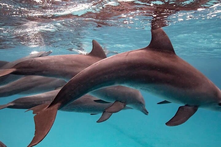 Zanzibar East Coast Full-Day: Mnemba Dolphin Snorkel, Kuza Cave & Jozani Forest photo 5