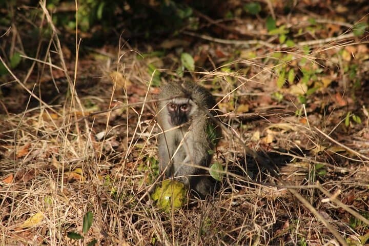Full-Day Maputo National Park Safari: Elephants, Beaches & Wetlands photo 6