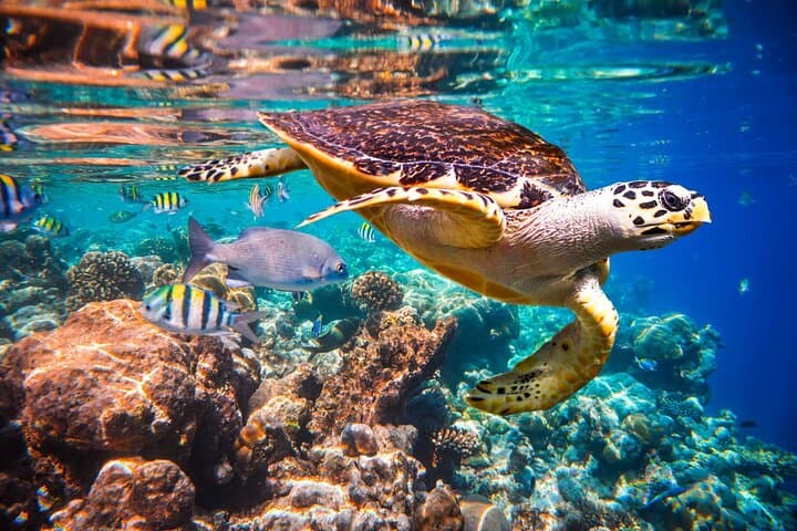 Full-Day Zanzibar: Mnemba Snorkel, Kuza & Salaam Caves, Paje Beach and The Rock photo 6