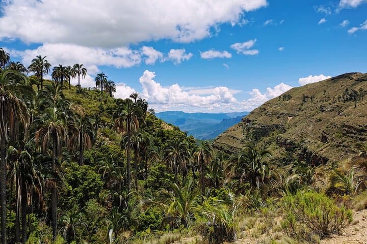 El Palmar Hiking Tour from Sucre — High-Elevation Palms, Andean Wildlife & Community Stays