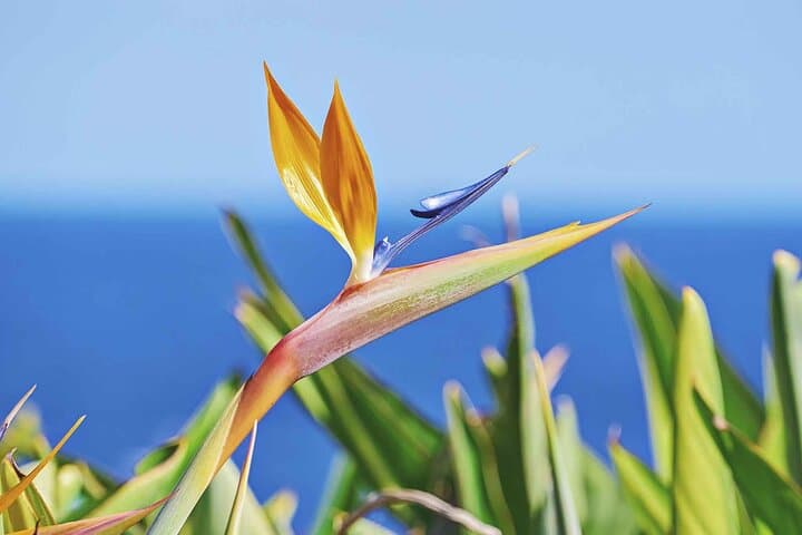West Madeira Private Full-Day Tour from Funchal — West Coast Highlights