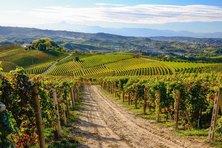 E-Bike Langhe del Barolo: 40km Asphalt & Dirt Tour from Alba photo 2
