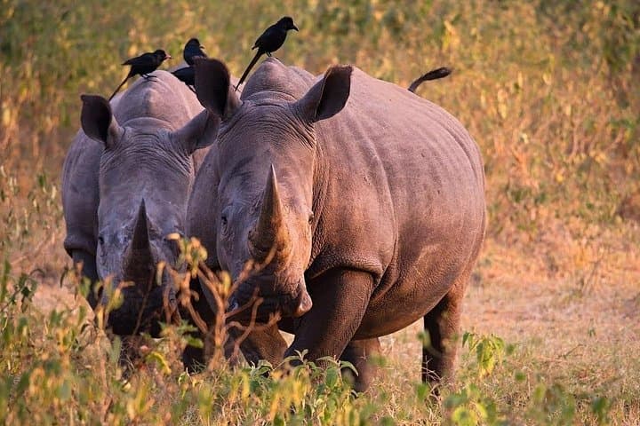 Full-Day Ziwa Rhino Trek: Private Rhino Sanctuary Tour from Kampala photo 3