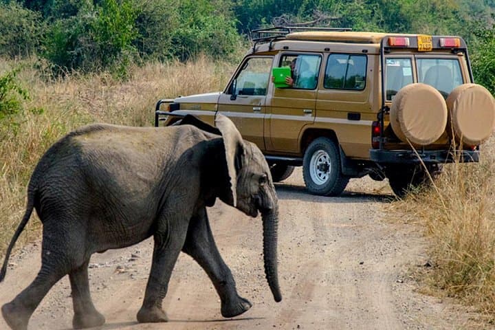 Murchison Falls 2-Day Private Safari: Boat Cruise, Game Drives & Falls Viewing photo 3