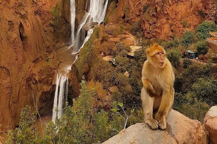 Ouzoud Waterfalls Day Trip from Marrakech — Hike, Monkeys & Tagines