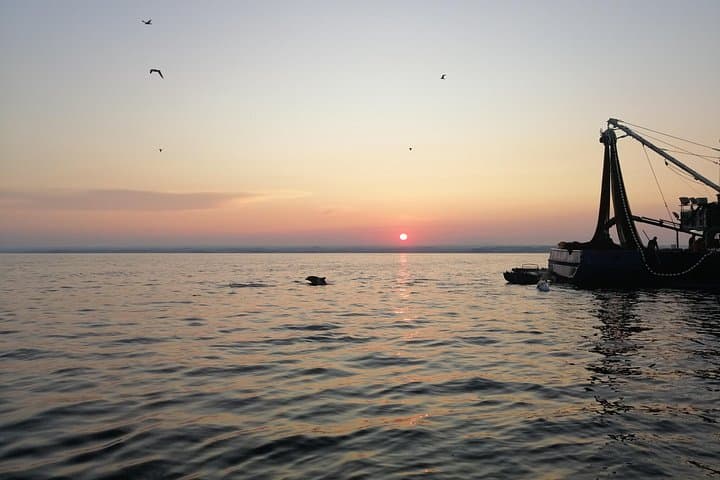 Dolphin Sunrise Speedboat Tour from Rovinj — Dawn Dolphin Watching on the Adriatic photo 2