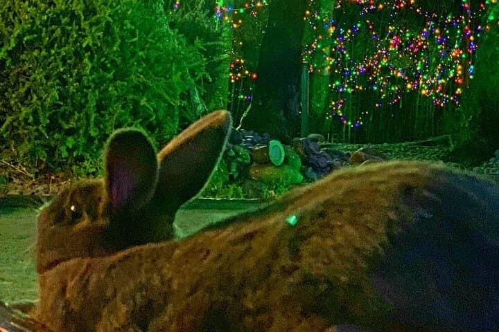 Mini Golf with Rabbits in Rotorua — Garden Putt, Light Shows & Volcanic Features photo 3