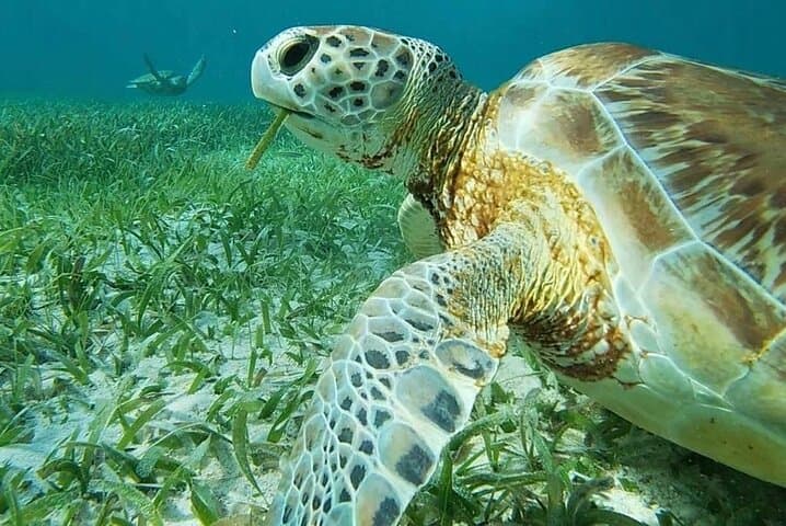 Private Snorkeling Hol Chan Marine Reserve & Shark Ray Alley – Ambergris Caye photo 4