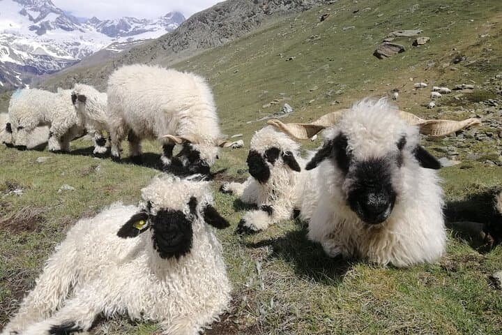 Gornergrat Matterhorn View: Private Zermatt & Gornergrat Summit Tour photo 6