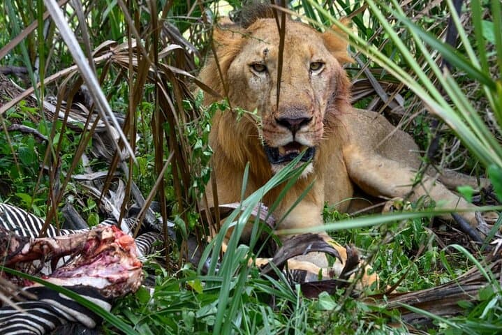 4-Day Selous & Mikumi Safari — Nyerere National Park to Mikumi Wildlife Adventure