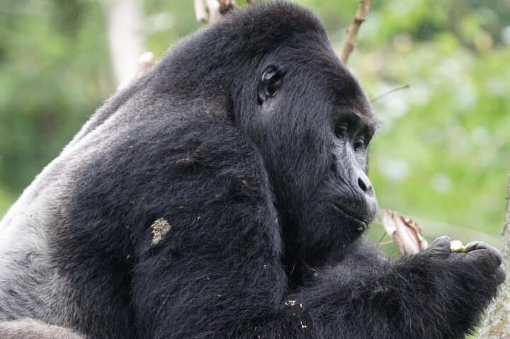 4-Day Bwindi Gorilla Trekking Safari: Mountain Gorillas, Primate Walks & Equator Stop