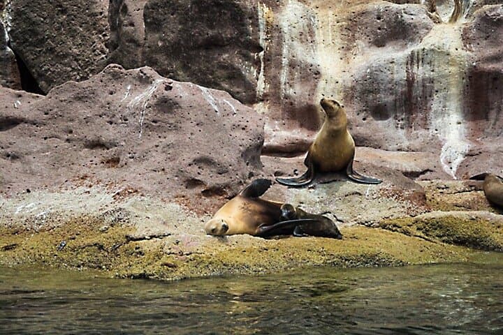 Isla Espíritu Santo Catamaran Day Tour: Swim With Sea Lions & Snorkel the Sea of Cortez photo 6