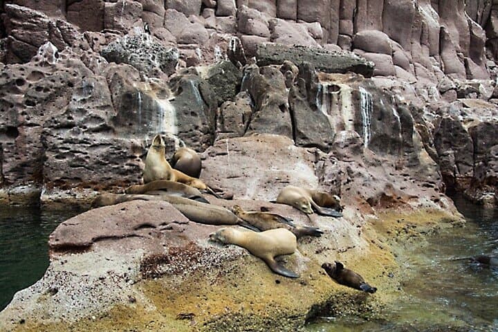 Isla Espíritu Santo Catamaran Day Tour: Swim With Sea Lions & Snorkel the Sea of Cortez photo 5