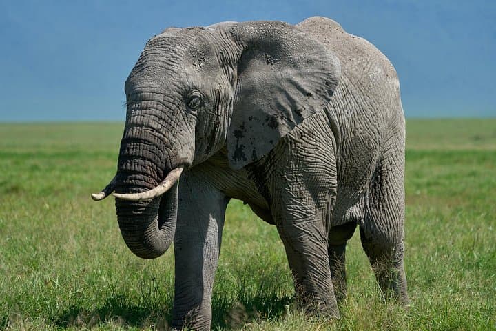 3-Day Luxury Safari to Tarangire and Ngorongoro — Private Tour from Arusha photo 2