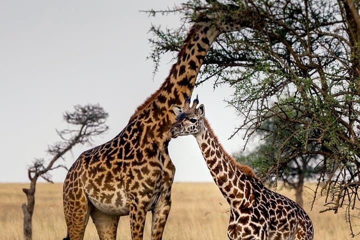3-Day Luxury Safari to Tarangire and Ngorongoro — Private Tour from Arusha photo 3