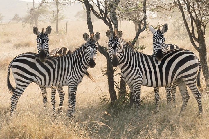 3-Day Luxury Safari to Tarangire and Ngorongoro — Private Tour from Arusha photo 1