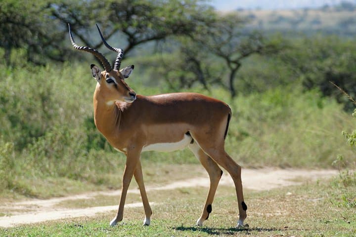 3-Day Luxury Safari to Tarangire and Ngorongoro — Private Tour from Arusha photo 4