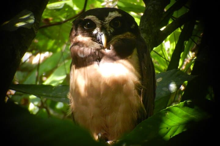 Birding Pipeline Road: Tropical Forest Birdwatching from Colón Cruise Port photo 3