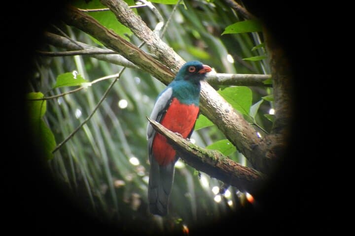 Birding Pipeline Road: Tropical Forest Birdwatching from Colón Cruise Port photo 4
