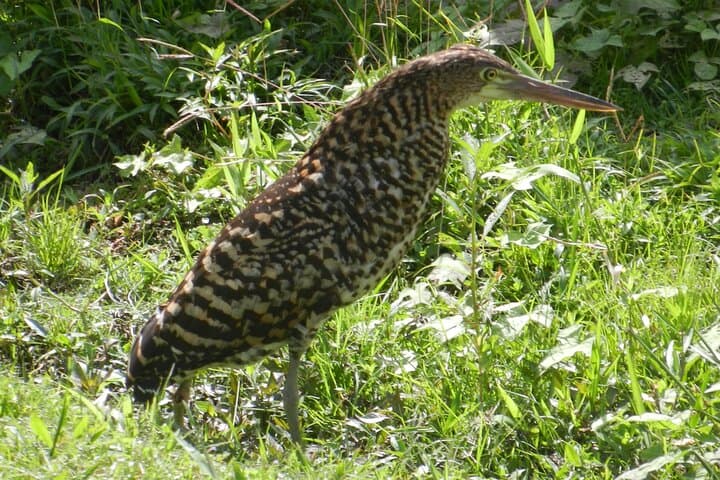 Birding Pipeline Road: Tropical Forest Birdwatching from Colón Cruise Port photo 5