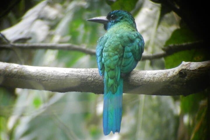 Birding Pipeline Road: Tropical Forest Birdwatching from Colón Cruise Port photo 6