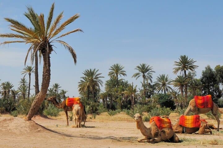 Camel Ride Through Marrakech Palm Grove — Berber Tea & Oasis Trek photo 5
