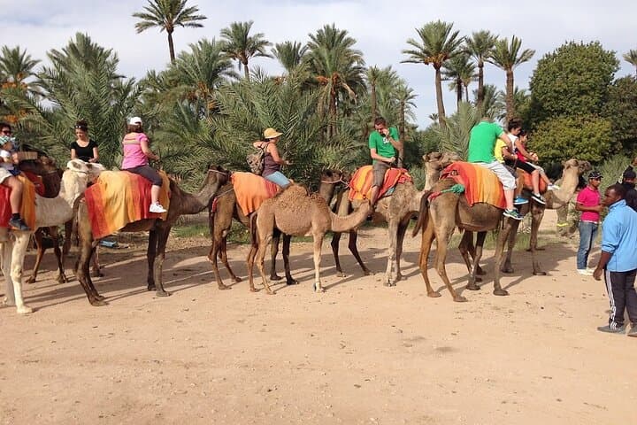 Camel Ride Through Marrakech Palm Grove — Berber Tea & Oasis Trek photo 6