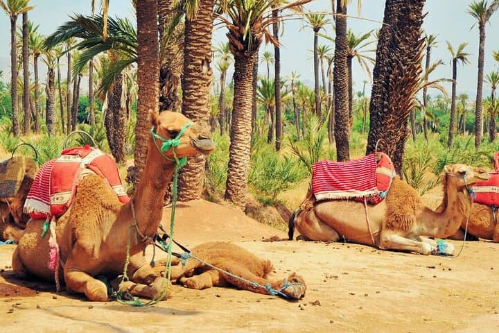 Camel Ride Through Marrakech Palm Grove — Berber Tea & Oasis Trek photo 2