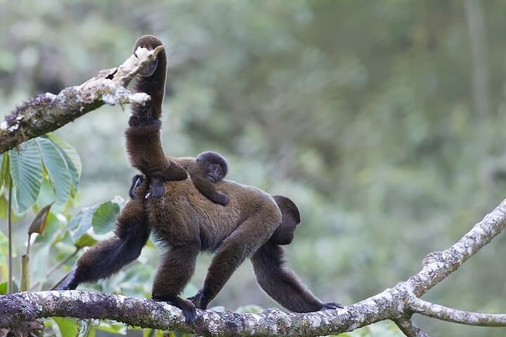 Private 4-Day Ecuador Amazon Adventure: Papallacta Hot Springs & Jungle Lodge photo 5