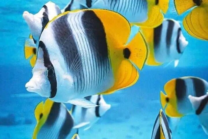 Zanzibar Day Tour: Starfish Snorkel, Kuza Cave & Jozani Forest Private Excursion photo 6