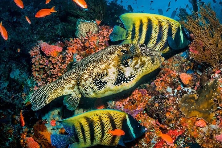 Zanzibar Blue Lagoon Snorkel, Starfish Point & The Rock — Full-Day Combo photo 2