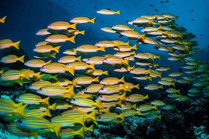 Zanzibar Blue Lagoon Snorkel, Starfish Point & The Rock — Full-Day Combo