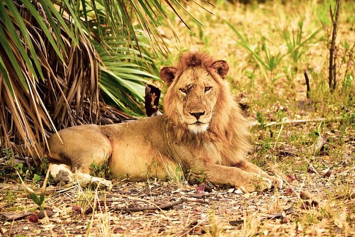 Full-Day Selous Game Reserve Safari from Zanzibar: Wild Elephants, Lions & Hippos photo 2