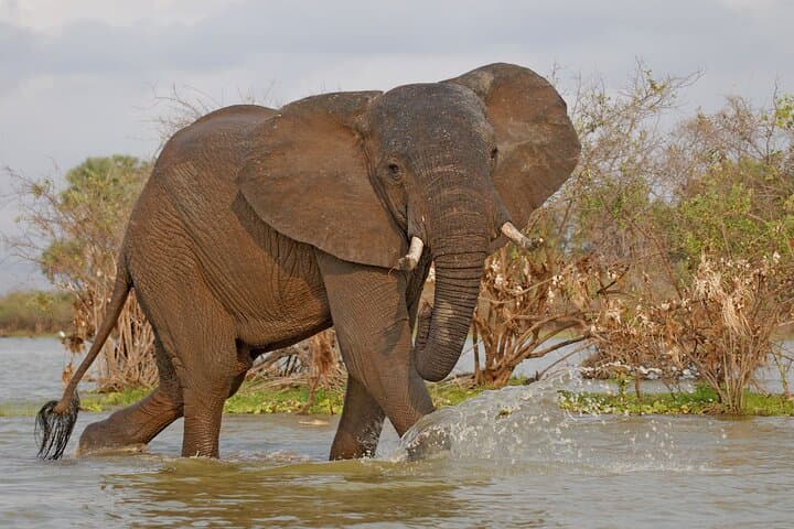 Full-Day Selous Game Reserve Safari from Zanzibar: Wild Elephants, Lions & Hippos photo 3
