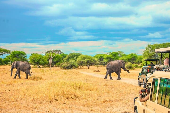 Full-Day Selous Game Reserve Safari from Zanzibar: Wild Elephants, Lions & Hippos photo 4