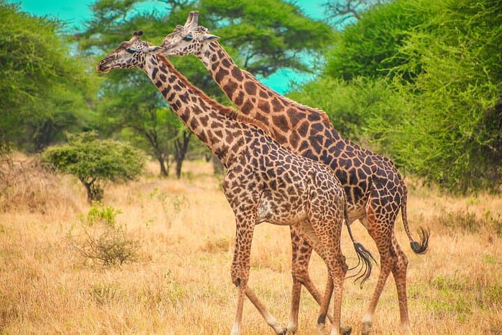 2-Day Safari: Ngorongoro Crater & Tarangire from Zanzibar photo 4