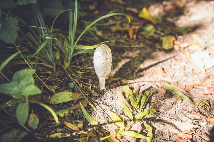 Llangollen Foraging Walk: Learn Wild Plants & Fungi on the Canal photo 4