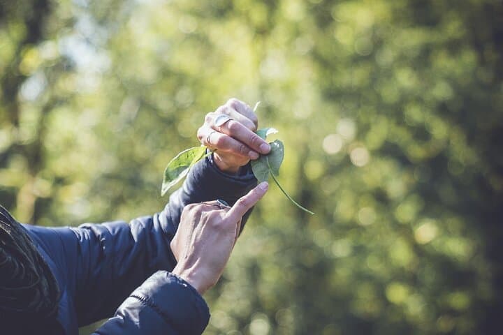 Llangollen Foraging Walk: Learn Wild Plants & Fungi on the Canal photo 3
