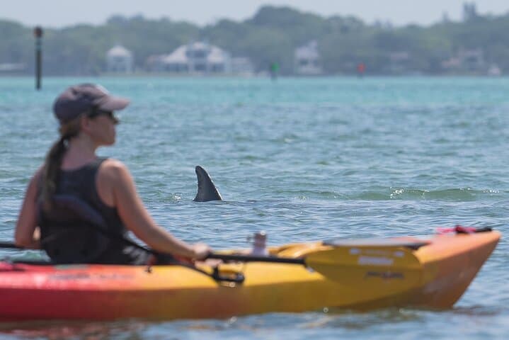 Paddle the Sarasota Mangrove Tunnel: Guided Kayak Adventure on Lido Key photo 3
