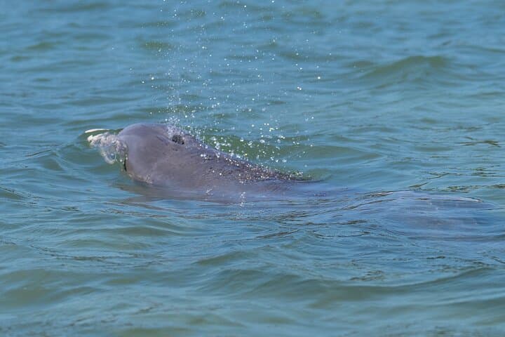 Paddle the Sarasota Mangrove Tunnel: Guided Kayak Adventure on Lido Key photo 4
