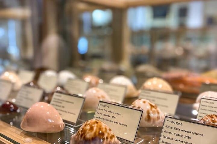 Inside Cavtat's Shell Museum: Explore 2,500 Seashells at the Church of St. Nicholas
