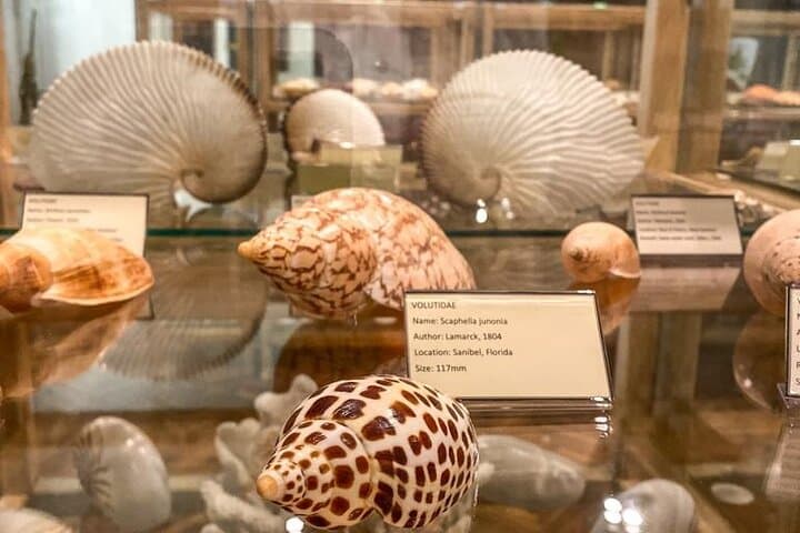 Inside Cavtat's Shell Museum: Explore 2,500 Seashells at the Church of St. Nicholas photo 2