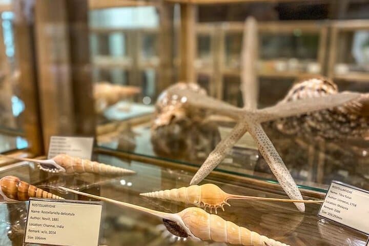Inside Cavtat's Shell Museum: Explore 2,500 Seashells at the Church of St. Nicholas photo 3