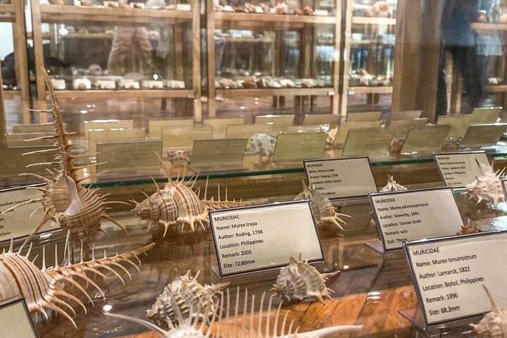 Inside Cavtat's Shell Museum: Explore 2,500 Seashells at the Church of St. Nicholas photo 4