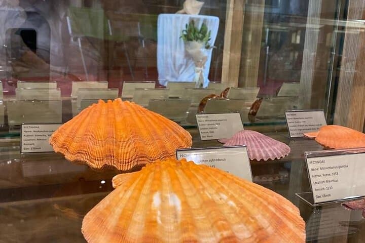 Inside Cavtat's Shell Museum: Explore 2,500 Seashells at the Church of St. Nicholas photo 5