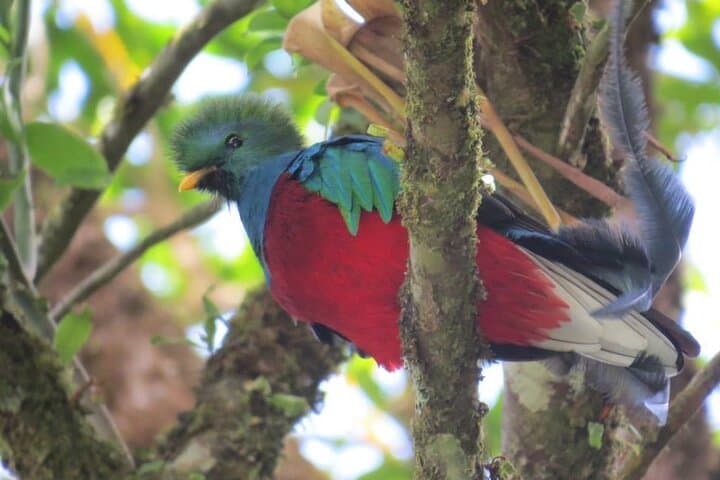 Curicancha Wildlife Tour — Monteverde Birding & Rainforest Walk photo 6