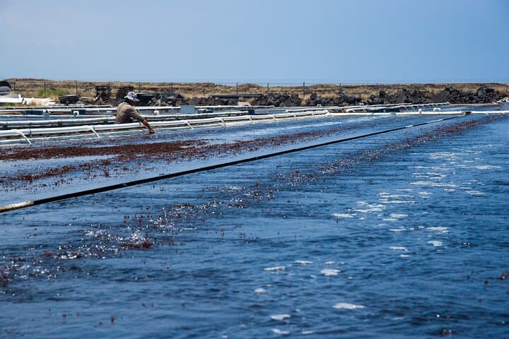 Big Island Abalone Farm Tour: Interactive Abalone Tasting & Farm Visit photo 5